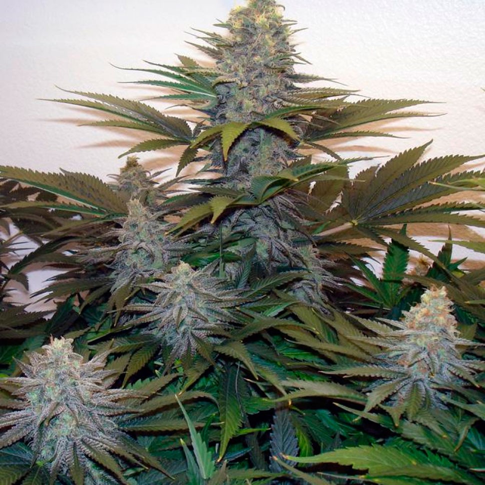 Семена марихуаны в Казахстане  Z & Z feminised Ganja Seeds