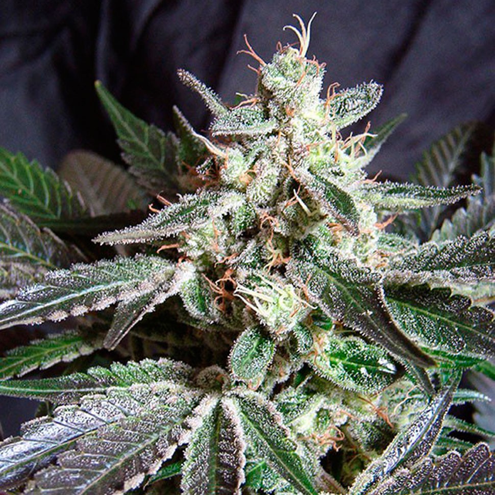 Семена  Black Jack feminised Fast Version Ganja Seeds 