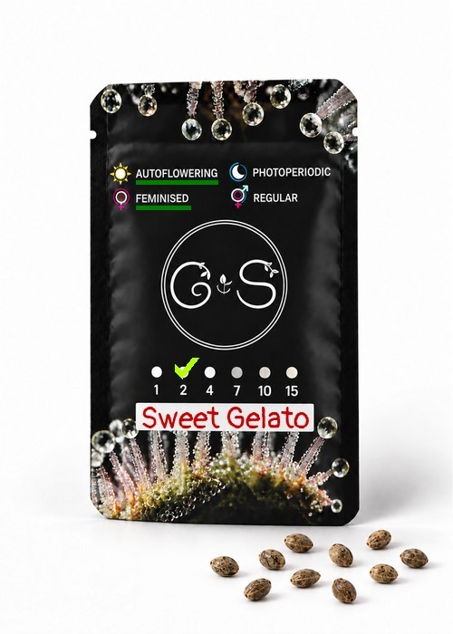 Семена конопли  Auto Sweet Gelato feminised Ganja Seeds