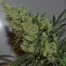 Семена ганжа  Californian Orange regular Ganja Seeds