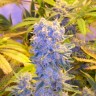 семена конопли элитных сортов Auto CBD Northern Lights feminised семена конопли элитных сортов Auto CBD Northern Lights feminised