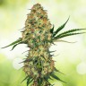 Marley's Collie feminised Ganja Seeds Marley's Collie feminised Ganja Seeds