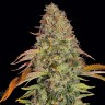 Семена марихуаны  Auto Zkittlez OG feminised Ganja Seeds