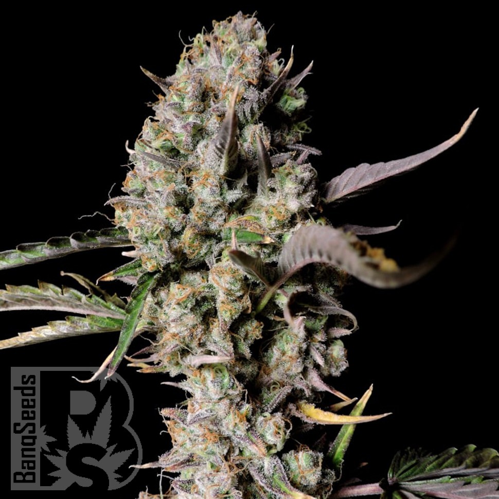 Семена марихуаны  Auto Zkittlez OG feminised Ganja Seeds