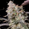 Семена марихуаны  Auto Zkittlez OG feminised Ganja Seeds