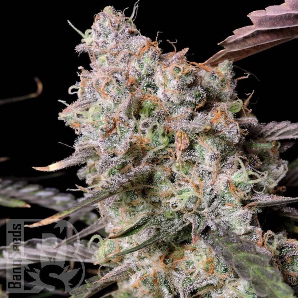 Семена марихуаны  Auto Zkittlez OG feminised Ganja Seeds