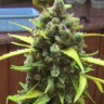 Семена  Auto Shalkar feminised Bang Seeds
