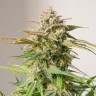 Семена  Auto Shalkar feminised Bang Seeds