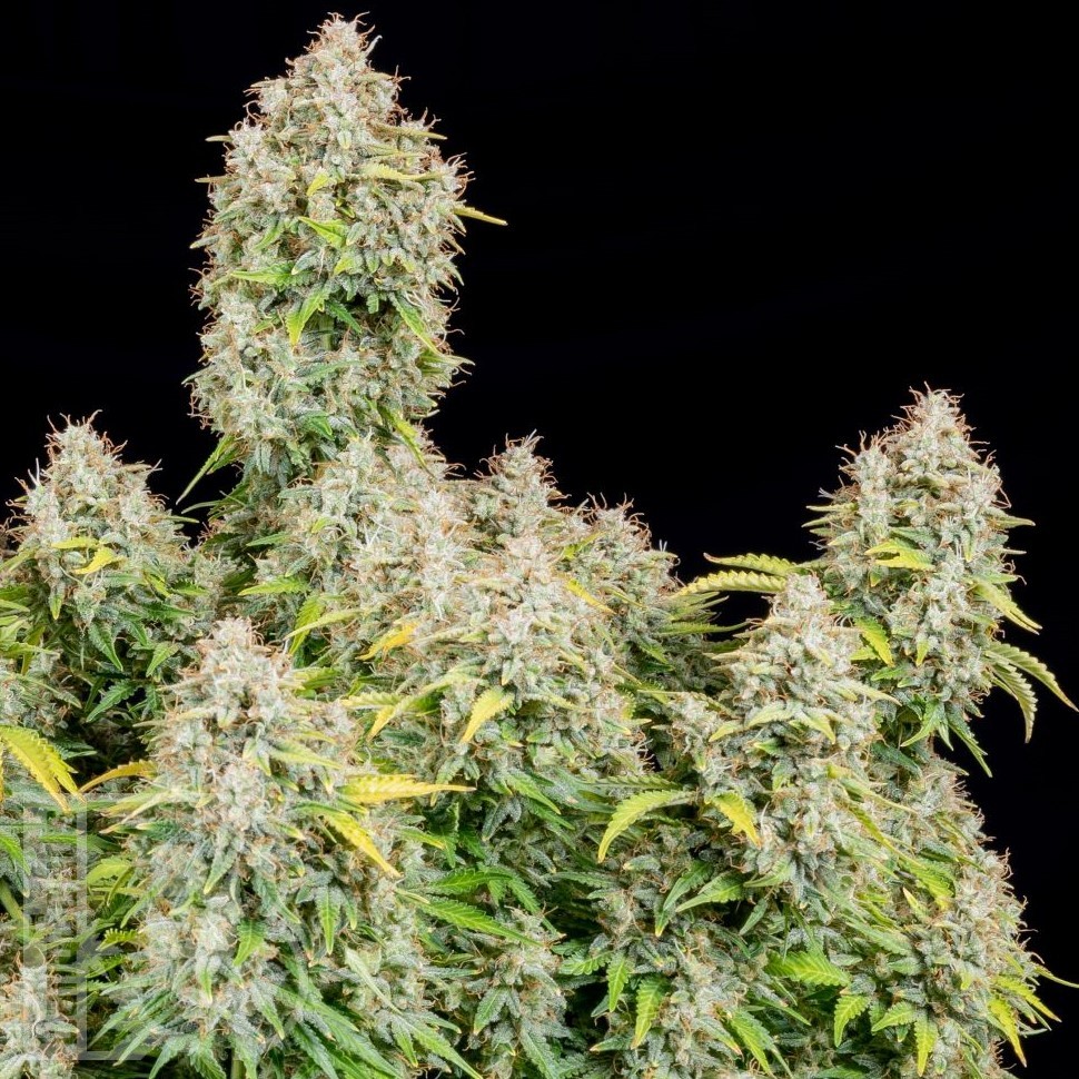 Семена  Auto Shalkar feminised Bang Seeds