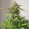 Семена  Auto Shalkar feminised Bang Seeds