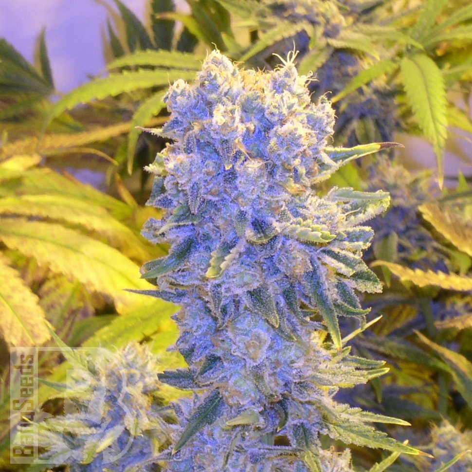 Семена Northern Lights x Chronic feminised Ganja Seeds Семена Northern Lights x Chronic feminised Ganja Seeds