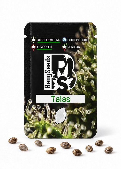 Семена каннабиса  Auto Talas feminised Bang Seeds