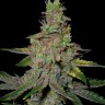 Семена каннабиса  Auto Talas feminised Bang Seeds