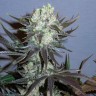 Семена каннабиса  Auto Talas feminised Bang Seeds
