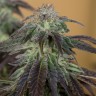 Семена каннабиса  Auto Talas feminised Bang Seeds