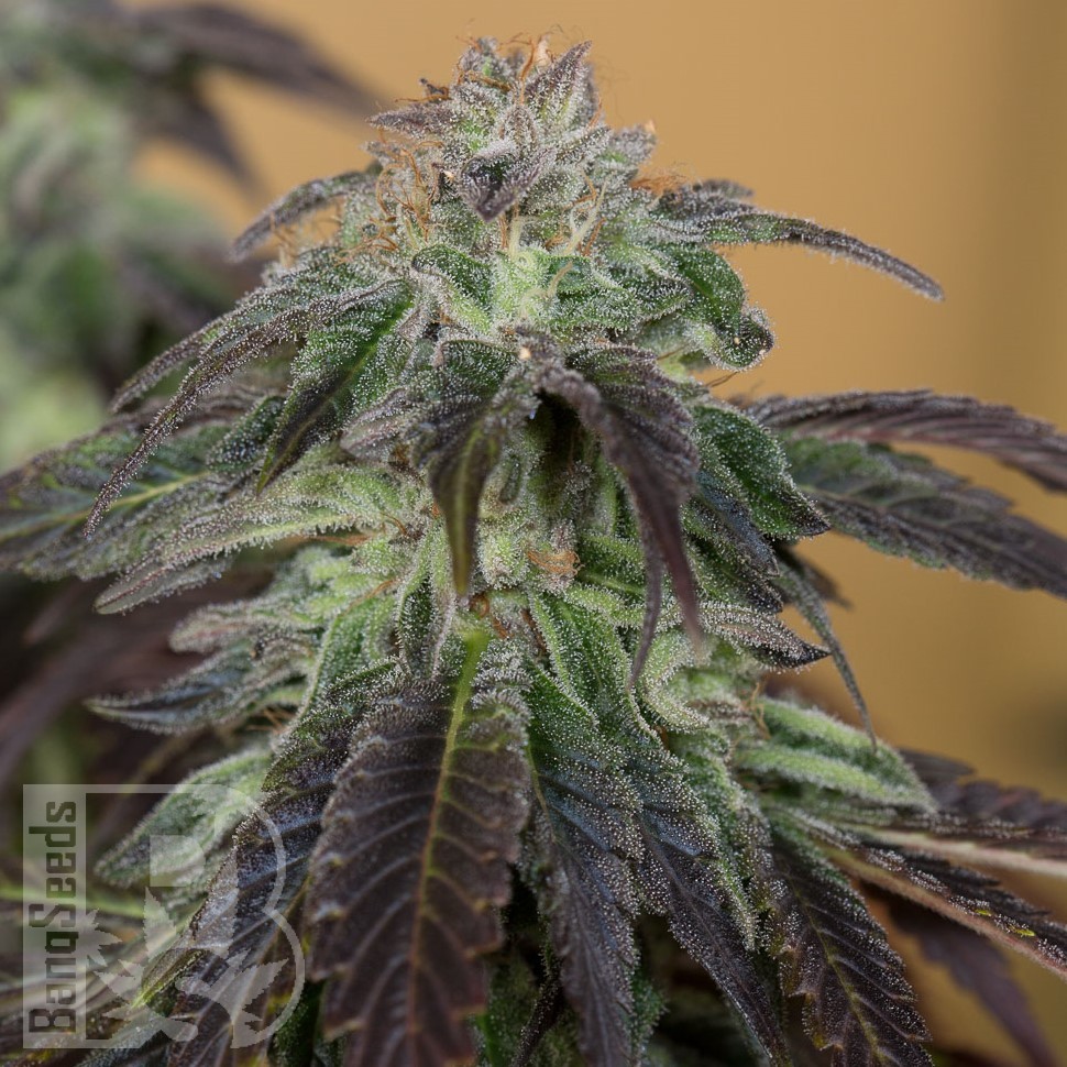 Семена каннабиса  Auto Talas feminised Bang Seeds