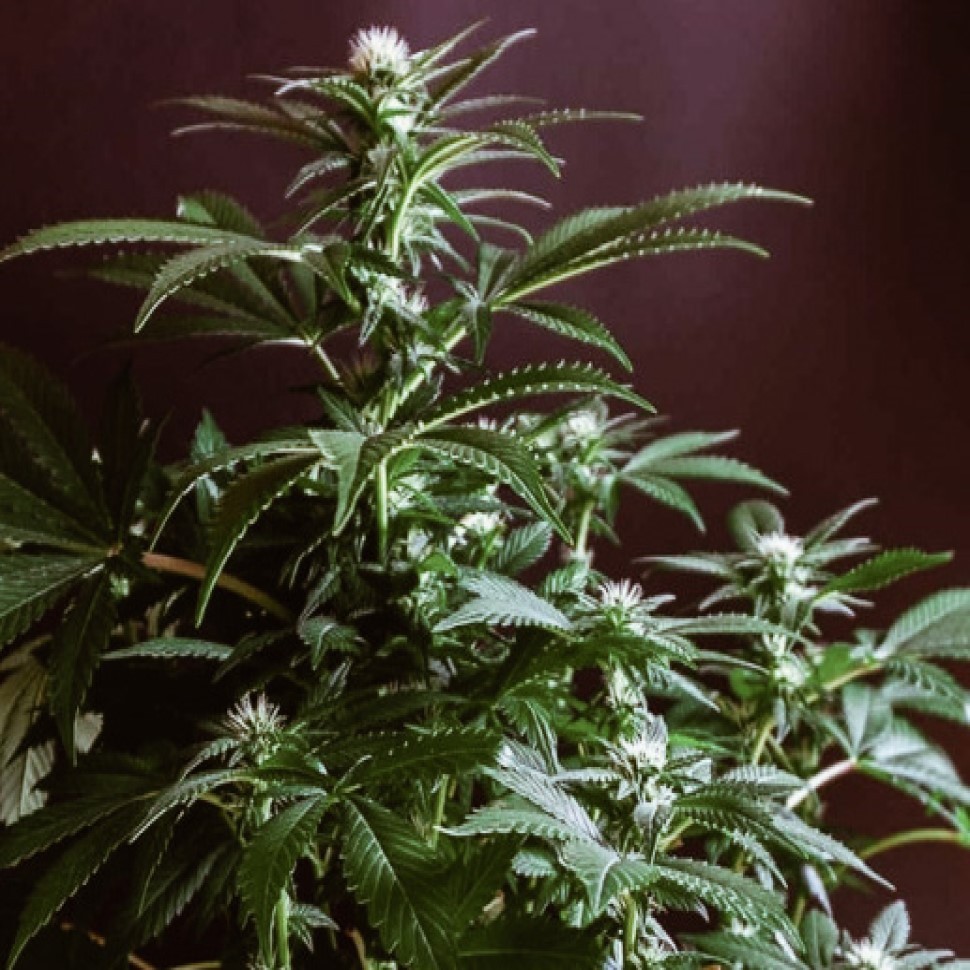 Лучший выбор семян Gorilla Zkittlez feminised Ganja Seeds