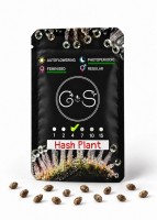 Hash Plant feminised Ganja Seeds