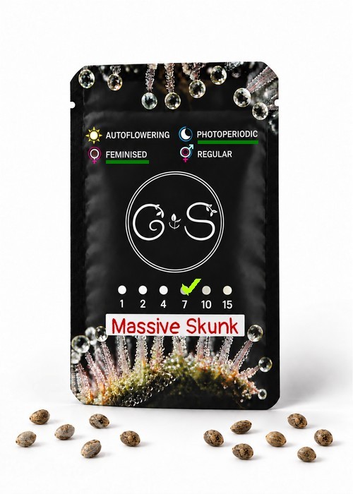 Massive Skunk feminised Ganja Seeds
