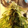 купить мощные семена конопли Auto Jet 47 regular