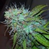 купить семена конопли аутдор Auto Jet 47 regular