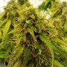 заказать семена конопли Auto Jet 47 regular