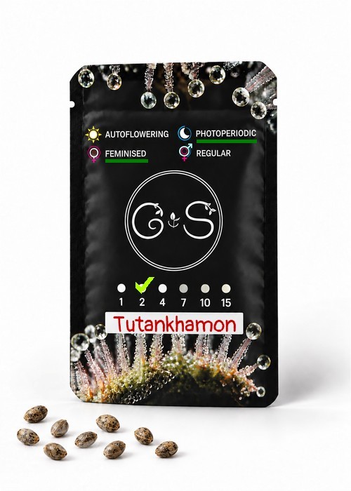 Семена  Tutankhamon feminised Ganja Seeds