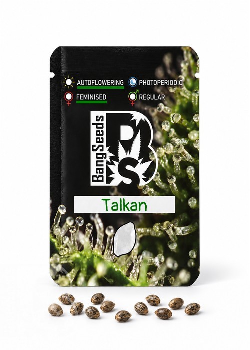 Семена конопли  Auto Talkan feminised Bang Seeds