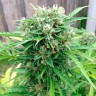 купить качественные семена конопли Auto Somango regular