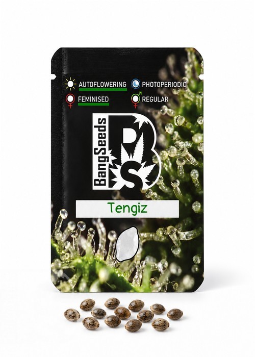 Семена конопли  Auto Tengiz feminised Bang Seeds