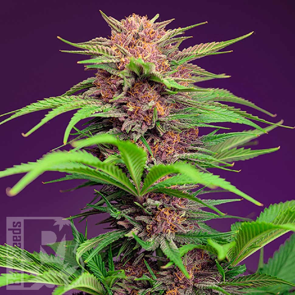 Семена марихуаны  Auto Mimosa Bruce Banner XL feminised Ganja Seeds
