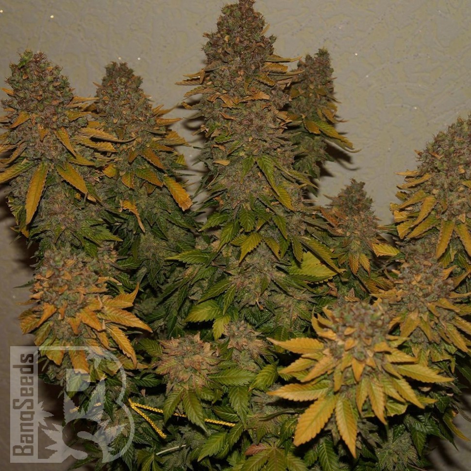 Семена марихуаны  G13 Skunk feminised Ganja Seeds
