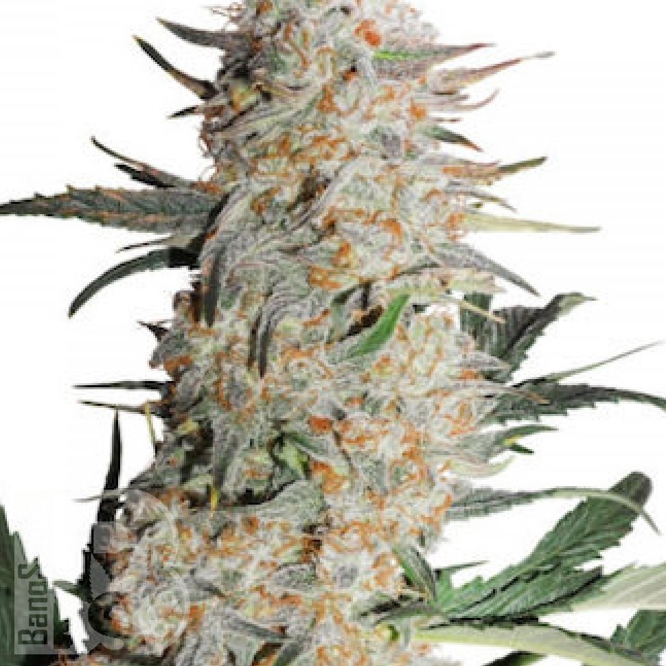 Семена  Auto Turgai feminised Bang Seeds
