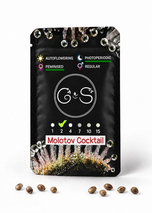 Molotov Cocktail feminised Ganja Seeds
