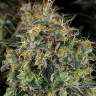 Семена каннабиса  Top 44 feminised Ganja Seeds