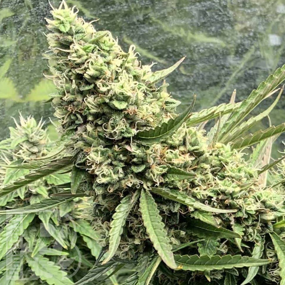 Семена  Auto Ungurtas feminised Bang Seeds