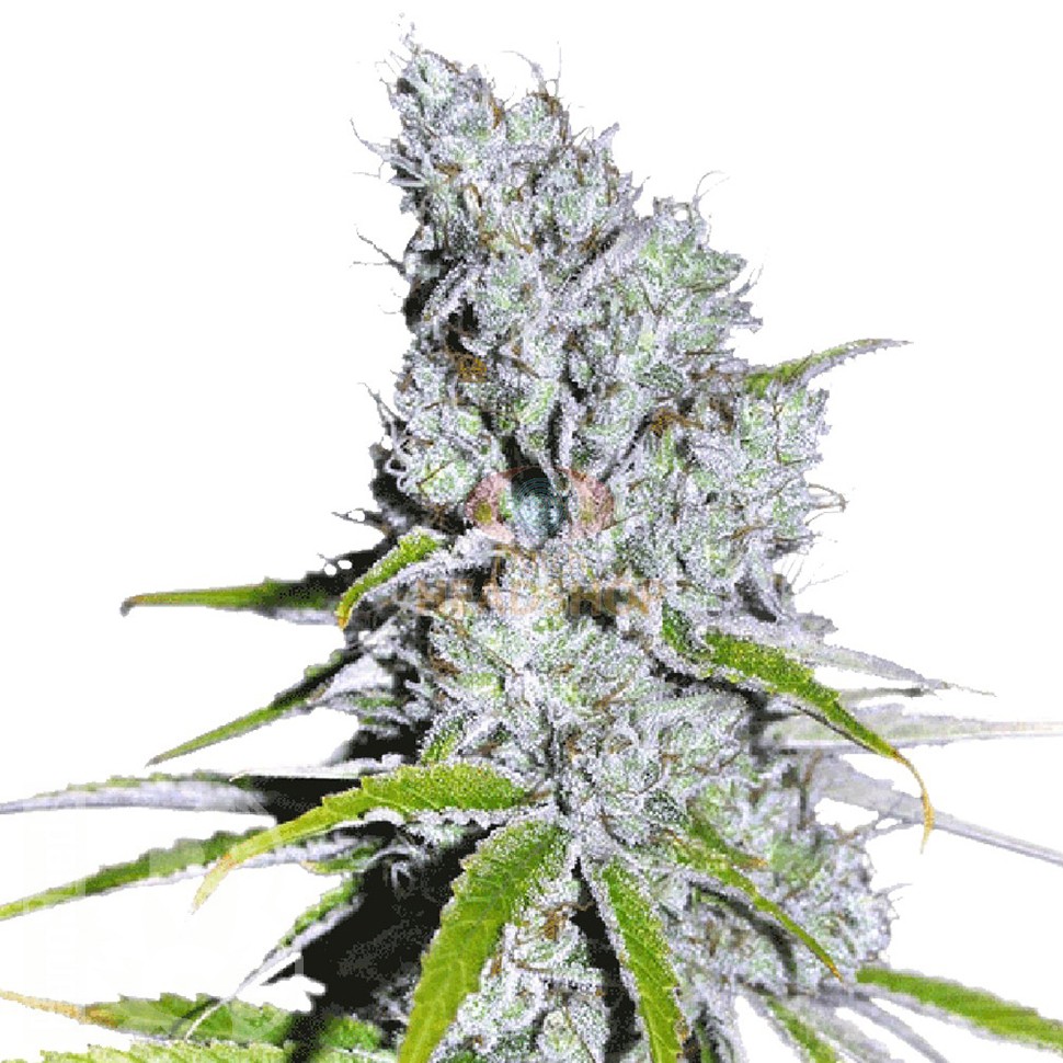 Семена Auto Skunk Haze feminised Ganja Seeds