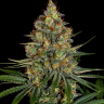 Семена ганжа  New York City feminised Ganja Seeds