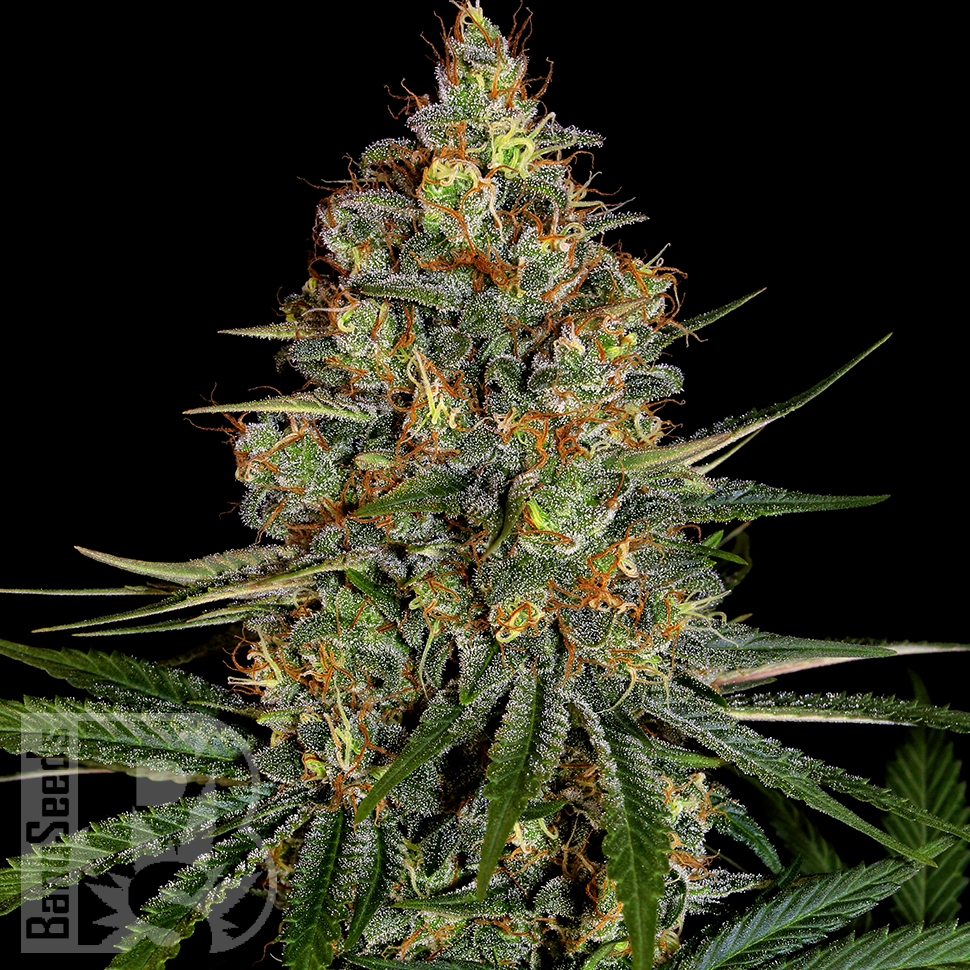 Семена ганжа  New York City feminised Ganja Seeds