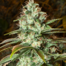 Семена ганжа  New York City feminised Ganja Seeds