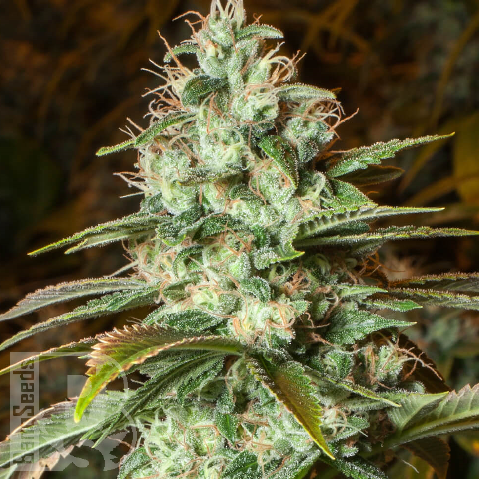 Семена ганжа  New York City feminised Ganja Seeds