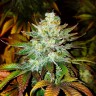 Семена ганжа  Auto Mamba Negra feminised Ganja Seeds