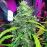 Семена ганжа  Auto Mamba Negra feminised Ganja Seeds