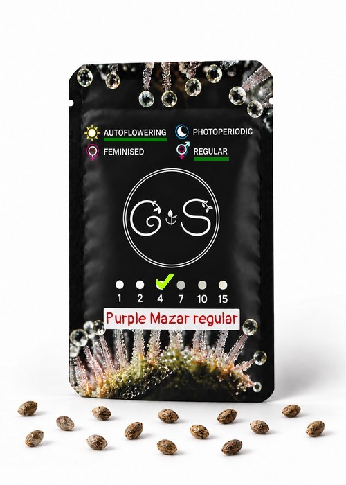 Семена конопли  Auto Purple Mazar regular Ganja Seeds