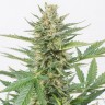 Семена каннабиса  Alatau feminised Bang Seeds