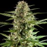 Семена каннабиса  Alatau feminised Bang Seeds
