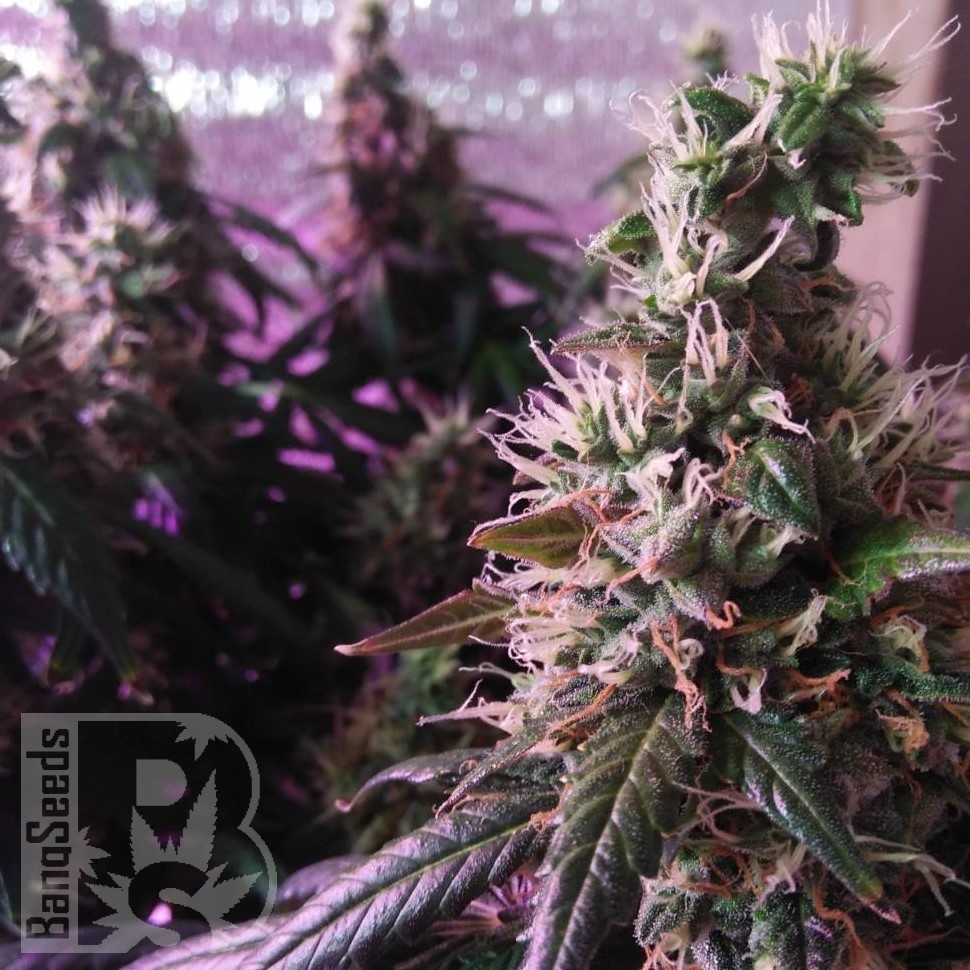 Семена  Auto Super Hash feminised Ganja Seeds