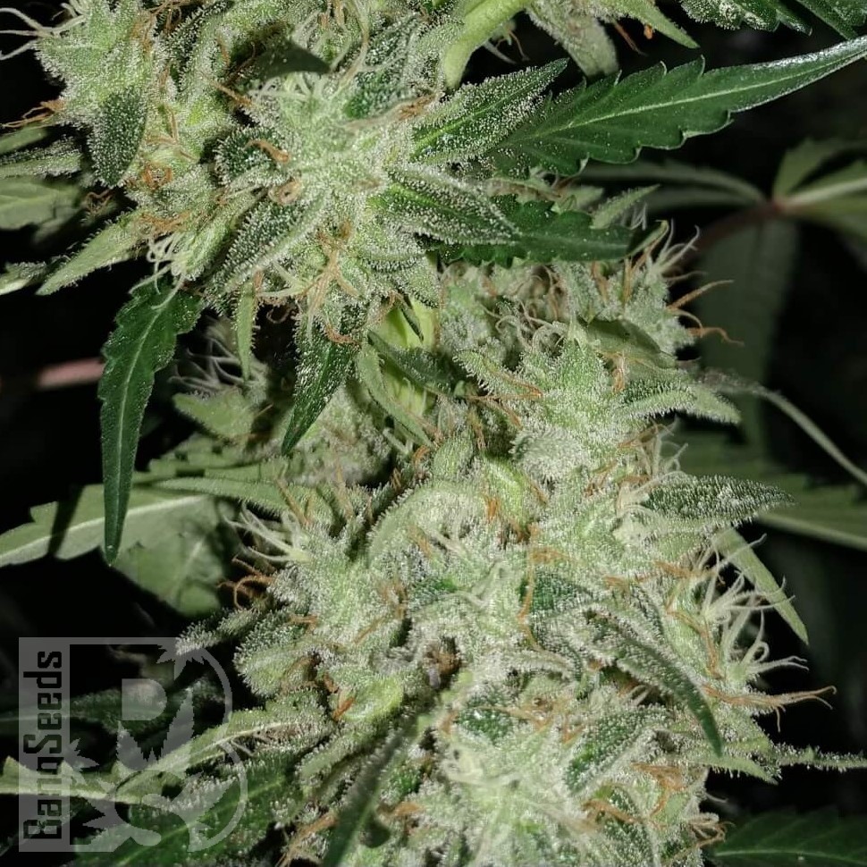 Семена  Auto Super Hash feminised Ganja Seeds