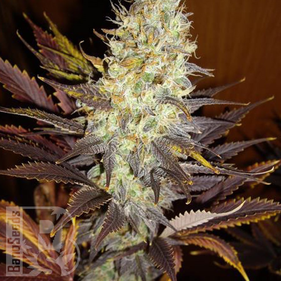 Семена  Auto Super Hash feminised Ganja Seeds