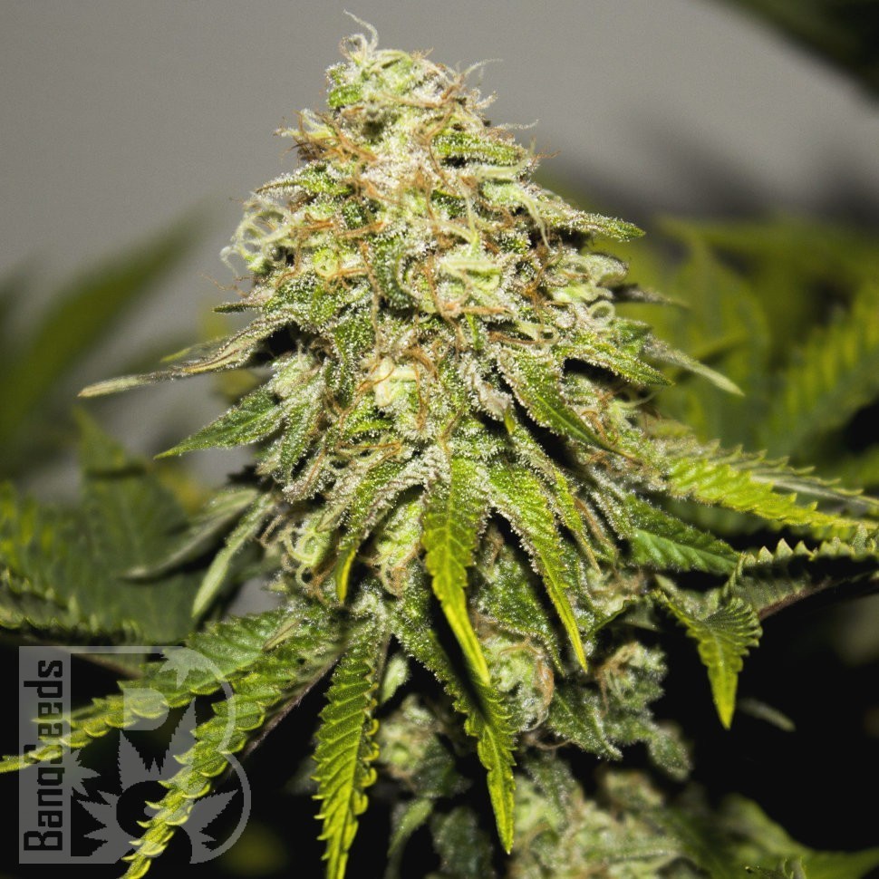 Семена  Auto Super Hash feminised Ganja Seeds